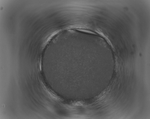 X0000066010062200603061308