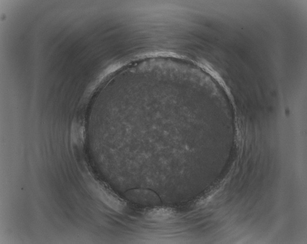 X0000066010063200603061308