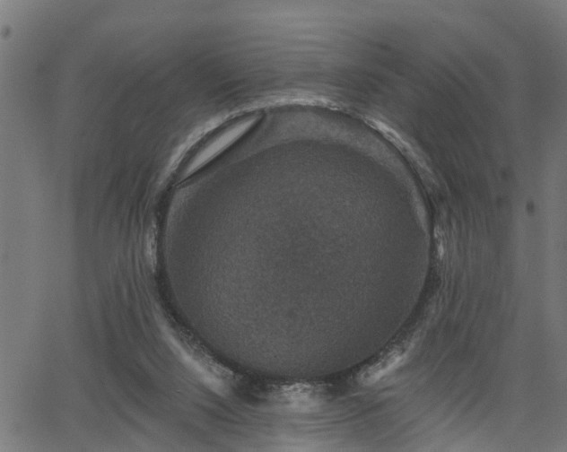 X0000066010064200603061308