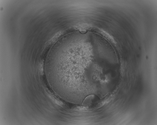 X0000066010065200603061308