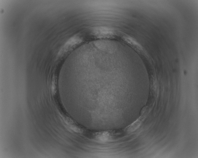 X0000066010074200603061308