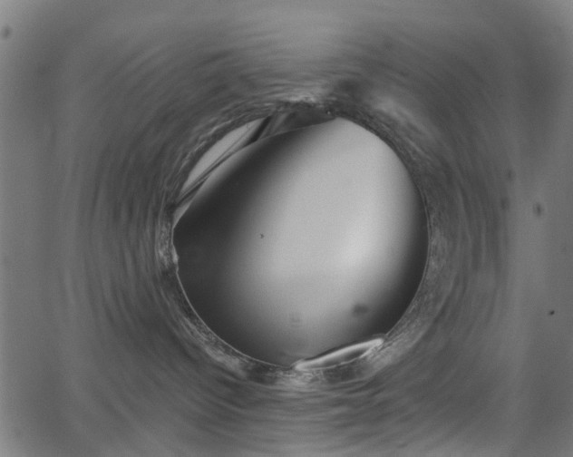 X0000066010096200603061308