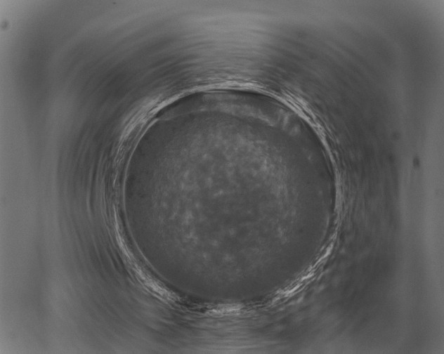 X0000066010097200603061307