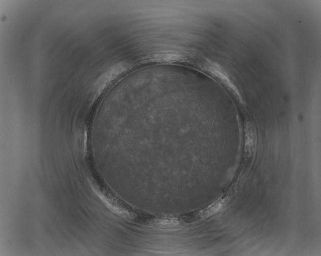 X0000066010110200603061307