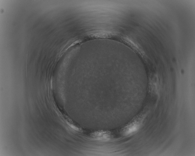 X0000066010117200603061307