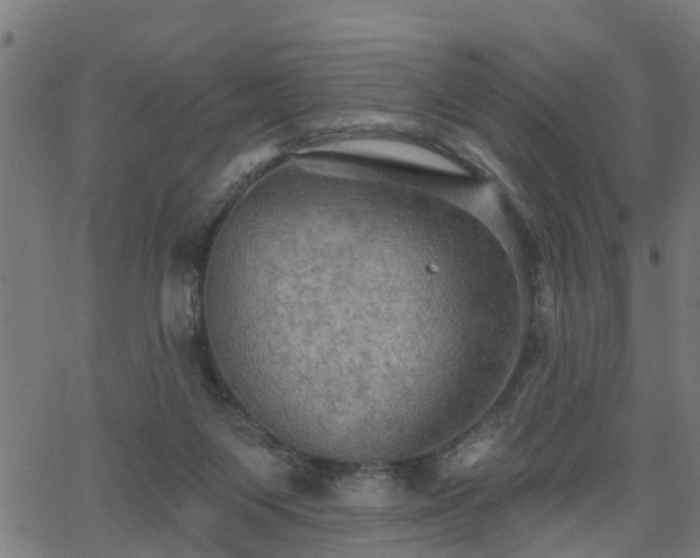 X0000066010119200603061307