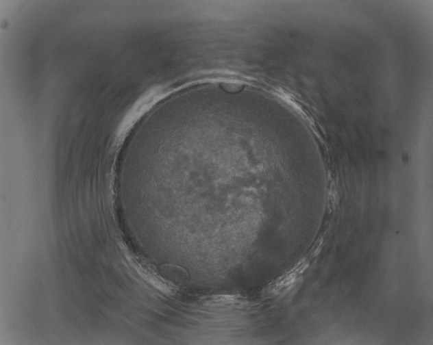 X0000066010151200603061306