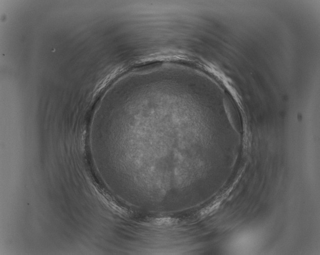 X0000066010153200603061306