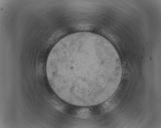 X0000066010162200603061306