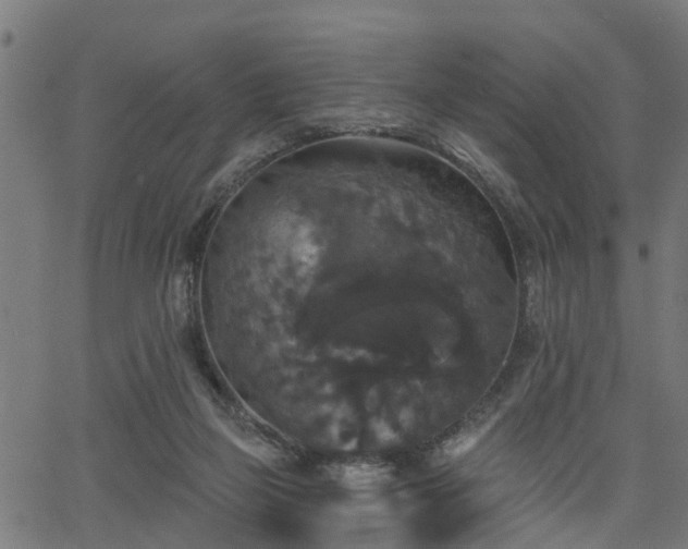 X0000066010165200603061306