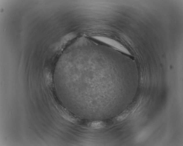 X0000066010173200603061306