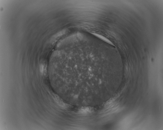 X0000066010177200603061306