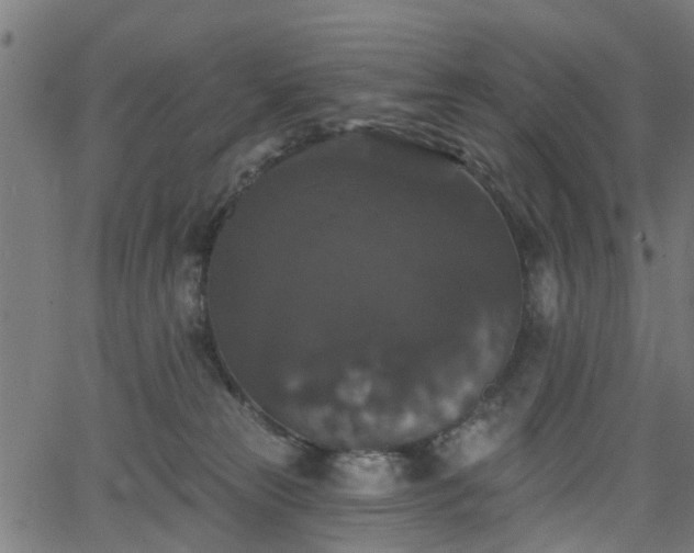 X0000066010181200603061307