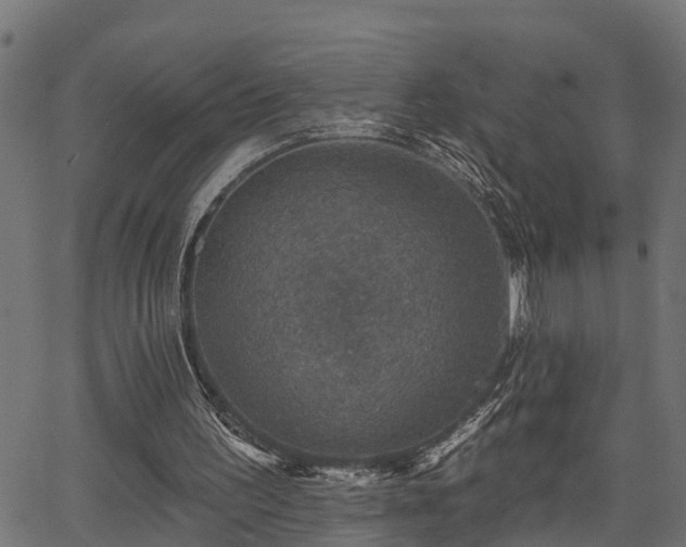 X0000066010195200603061306