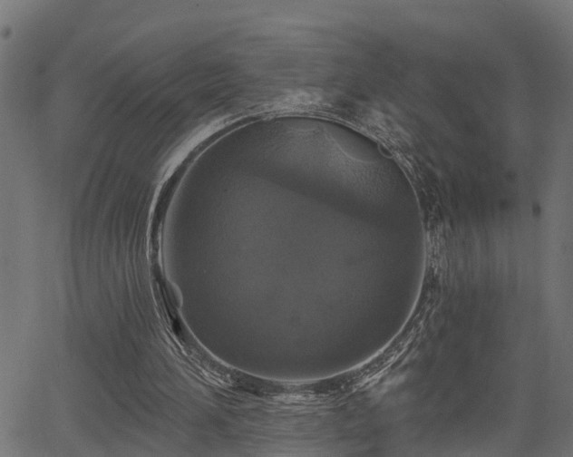 X0000066010196200603061306