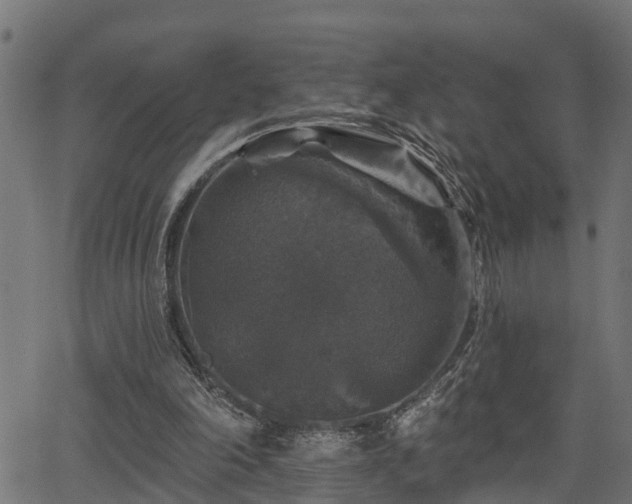 X0000066010198200603061306