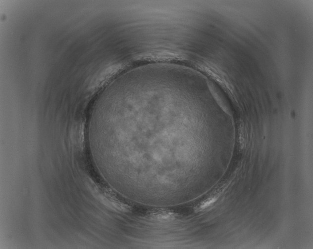 X0000066010206200603061306