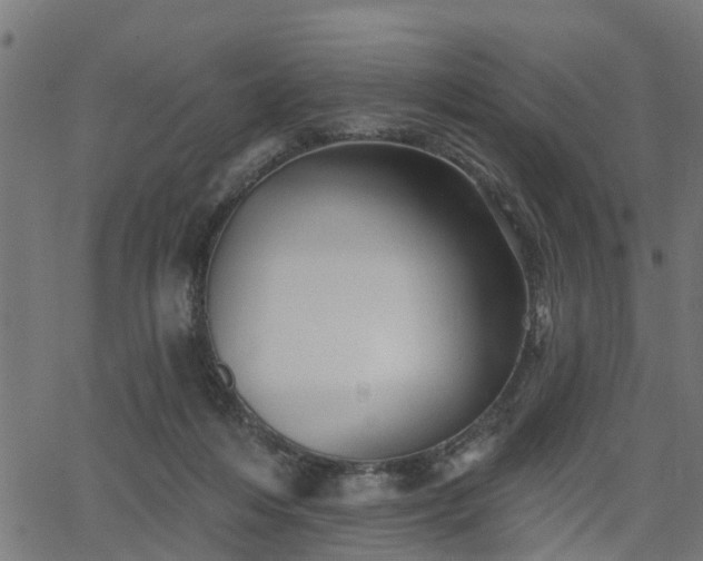 X0000066010216200603061306