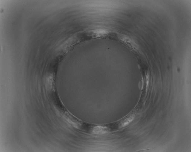 X0000066010222200603061305