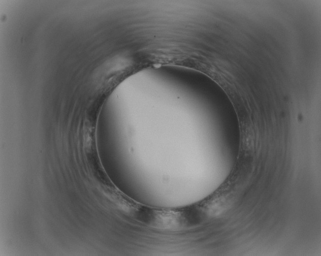 X0000066010226200603061305