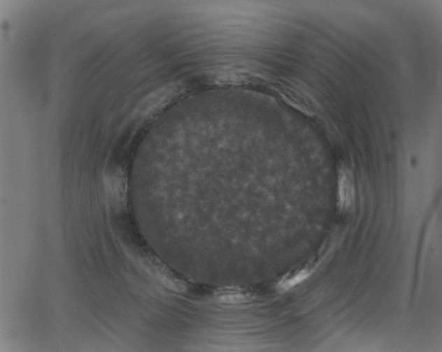 X0000066010228200603061305