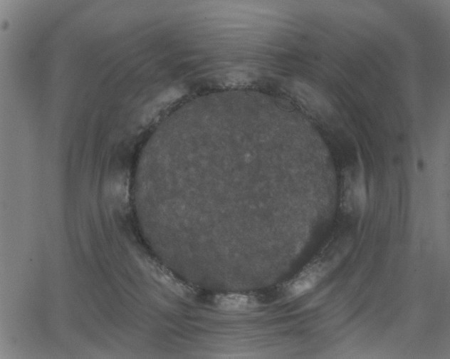 X0000066010230200603061305