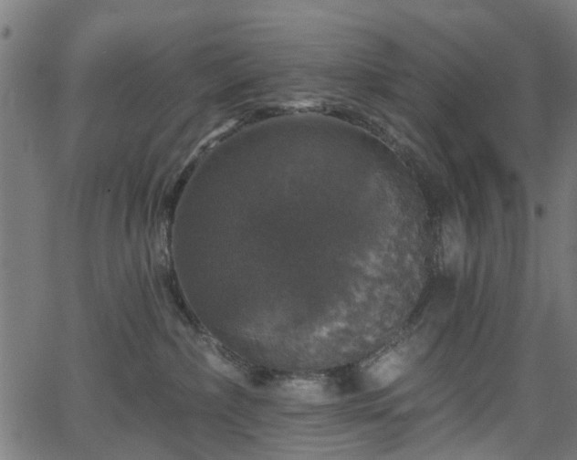 X0000066010236200603061305