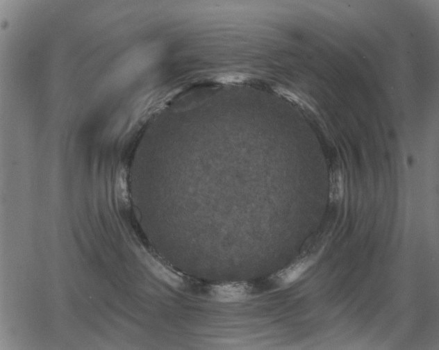 X0000066010238200603061305