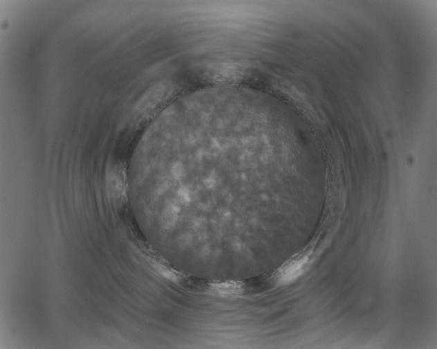 X0000066010240200603061305