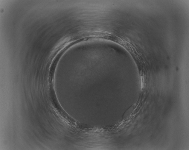 X0000066010243200603061304