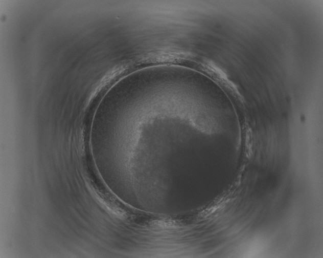 X0000066010250200603061304