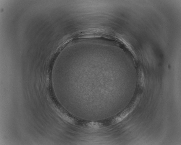 X0000066010261200603061305