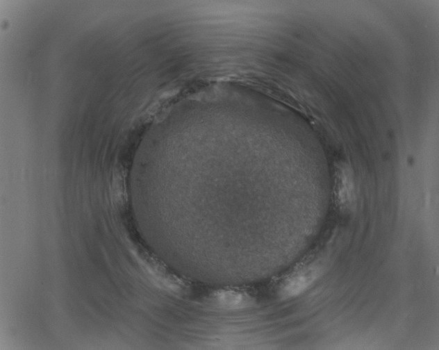 X0000066010272200603061305