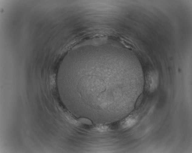 X0000066010278200603061305