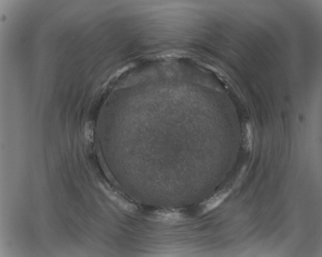 X0000066010284200603061305