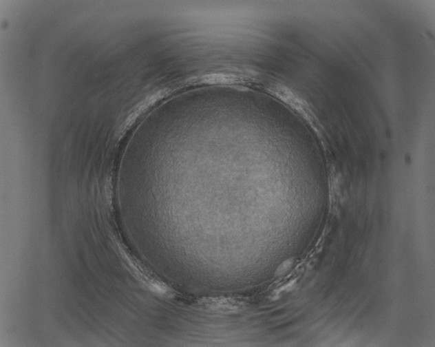 X0000066010297200603061304