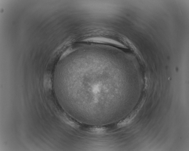 X0000066010313200603061304