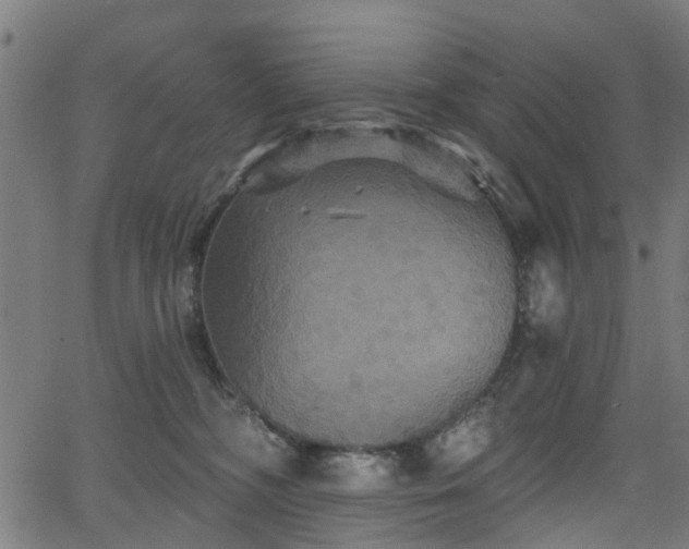 X0000066010326200603061304