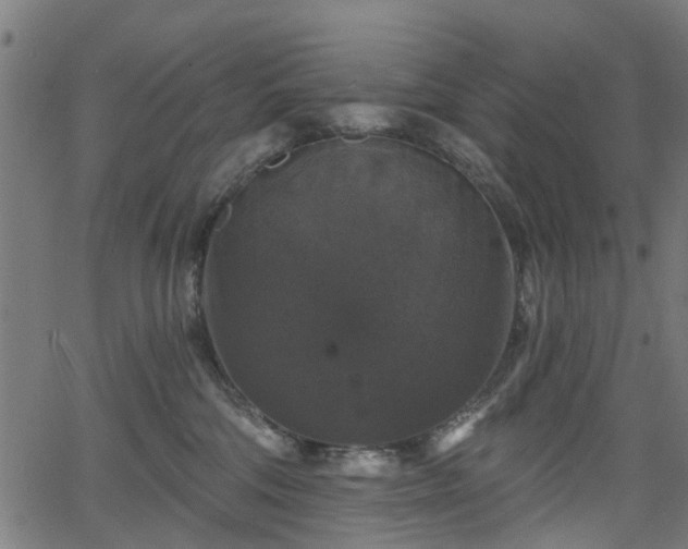 X0000066010330200603061304