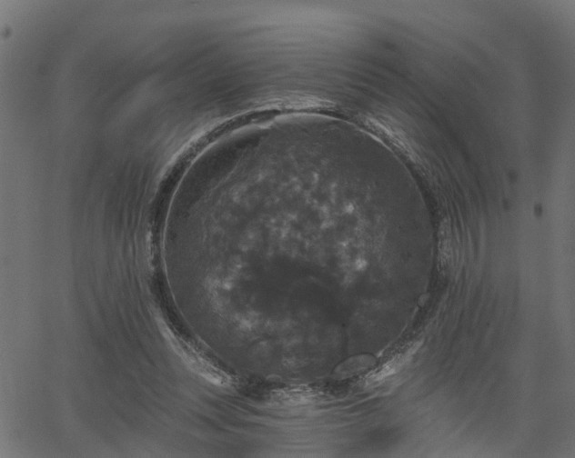 X0000066010351200603061303