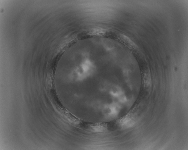 X0000066010370200603061303