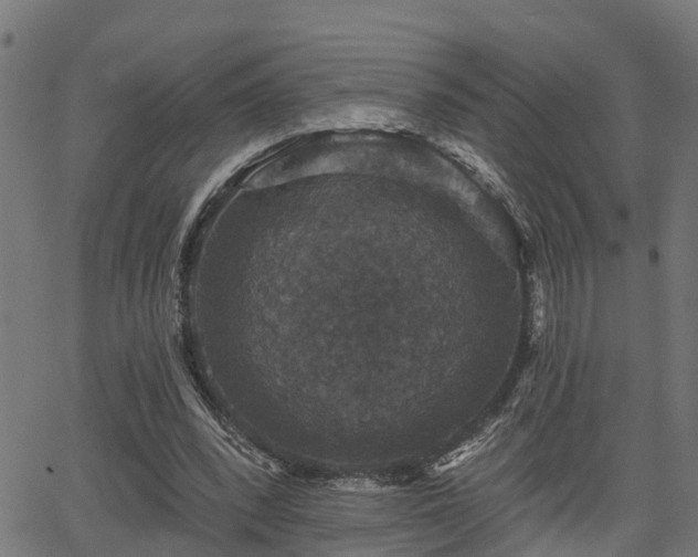 X0000066010392200603061303