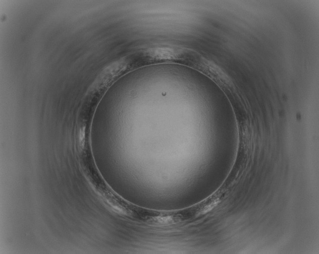 X0000066010406200603061302