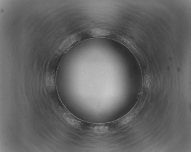 X0000066010426200603061302