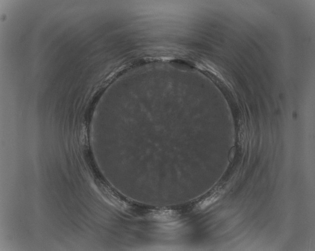 X0000066010459200603061302