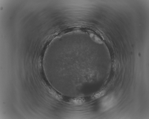 X0000066010466200603061302