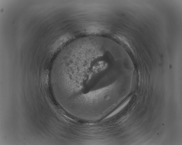 X0000066010495200603061301