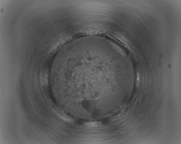 X0000066010499200603061301