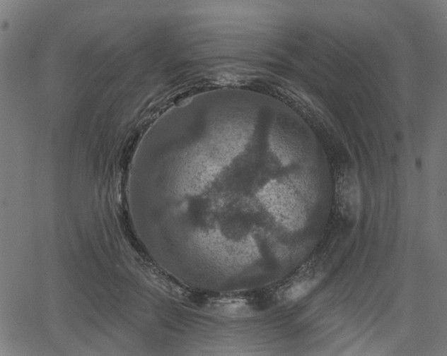 X0000066010554200603061300