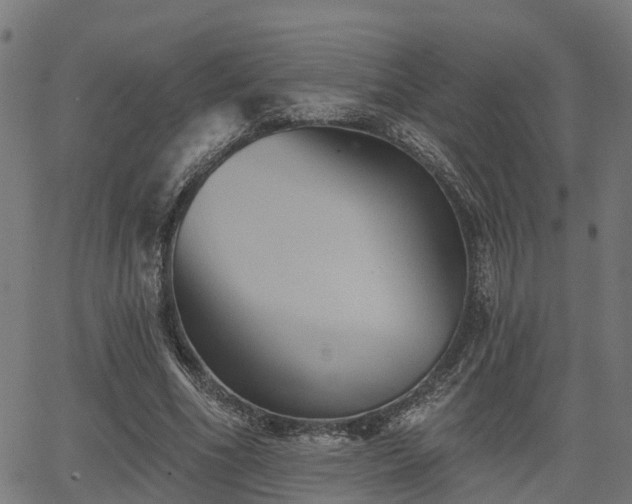 X0000066010586200603061259